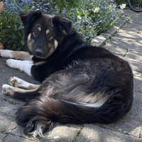Fjella, Energiebündel und Kuschelmaus, Hündin zur Adoption