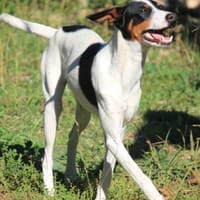 SUKI sucht ihren Partner-In-Crime, Hündin zur Adoption