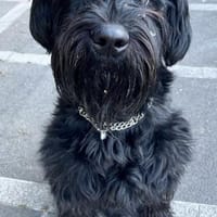 Blacky, Riesenschnauzer (geb.01/2022), Hund zur Adoption
