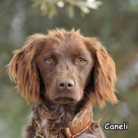 CANELI, Hündin zur Adoption