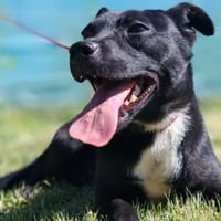 Hans wünscht sich nur eines: dazugehören, Hund zur Adoption