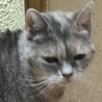 Liebe Kira, bereits in Monschau, Katze zur Adoption