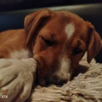 Luca, verspielte Herzensbrecherin, ca.5M, Hündin zur Adoption