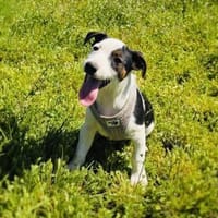 Sparky sehr menschenbezogen, Hund zur Adoption