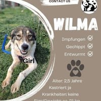 Ich bin Wilma🐾 und ich warte auf dich❤, Hund zur Adoption