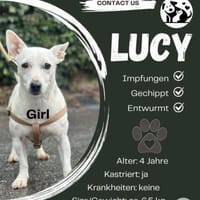 Die liebe Lucy sucht ihr Zuhause, Hündin zur Adoption