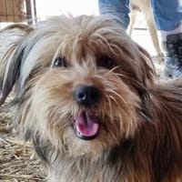 WINDY-zuckersüße,wuschelige Hündin, Hündin zur Adoption
