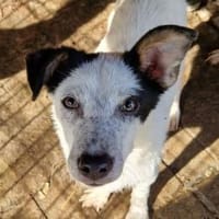 Kobold-hübscher,menschen bezogener Rüde, Hund zur Adoption