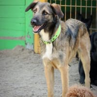 ROLF WÜNSCHT SICH ETWAS GLÜCK, Hund zur Adoption