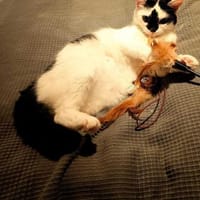 Lieblingsmensch fürs Leben gesucht ❤, Katze zur Adoption