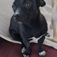 India - super sweet, Hündin zur Adoption