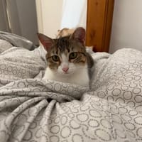 Chryssa aus dem Tierschutz, Katze zur Adoption