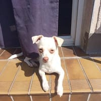 BRUTUS - ruhiges Umfeld wäre gut, Hund zur Adoption