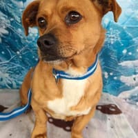 Hawk  kleiner Herzenshund, Hund zur Adoption