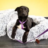 Frieda  ein Herz auf vier Pfoten .., Hündin zur Adoption