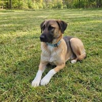 Naomi, Hündin zur Adoption