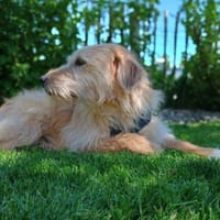 Fritzi, vorsichtiges Kämpferherz, ca. 3, Hund zur Adoption