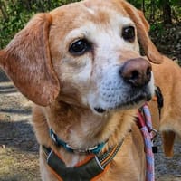 Tiffy, Hündin zur Adoption