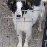 Coco 35 cm (Mai 26) Pflegestelle, Hündin zur Adoption