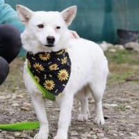 Ivory - treu und liebevoll, Hündin zur Adoption