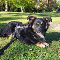 Freundlicher Familienhund Ameo, Hund zur Adoption