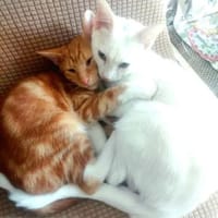 Borat & Johnny Dreamteam sucht Familie, Kater zur Adoption