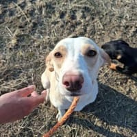 Mimo, zauberhafte Junghündin, ca. 1 Jahr, Hündin zur Adoption