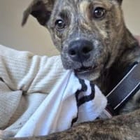 Möchtest du Jess ein Zuhause schenken?, Hund zur Adoption
