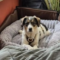 Lea will dein Leben auf den Kopf stellen, Hündin zur Adoption
