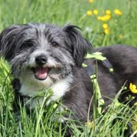 BOARU, kleiner Charmeur sucht, Hund zur Adoption