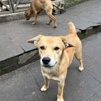 Stefi, angehende Herzensbrecherin,ca 1J, Hündin zur Adoption