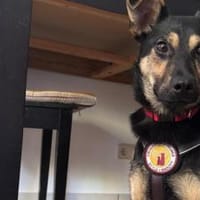 Tamina sucht eine liebevolle Familie, Hündin zur Adoption
