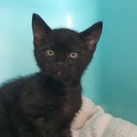VENDREDI CHA, chatte à adopter
