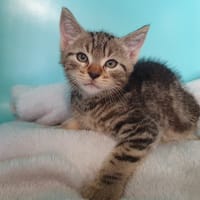 JEUDI CHA, chat à adopter