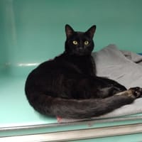 RAMSES PAB28741, chat à adopter