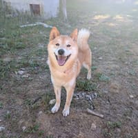 Yuna, chienne à adopter