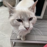 PUPUCE, chatte à adopter