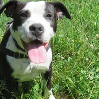 LYLA, chienne à adopter