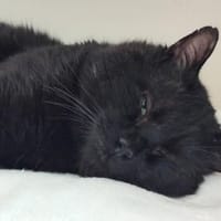 Alpha PAB28669, chat à adopter