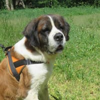 MISSIE, chienne à adopter