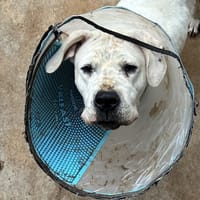 ATSUMI, chienne à adopter