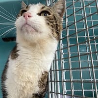 RIBELLU, chat à adopter