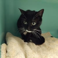CORSICA PAB28739, chatte à adopter