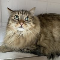 SACHA, chat à adopter