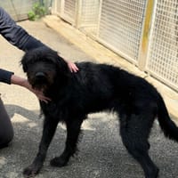 WOUAF VAA, chien à adopter