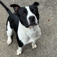 PACO VAA, chien à adopter