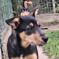 URIEL, chien à adopter