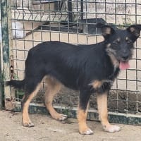 DIABLESSE, chienne à adopter