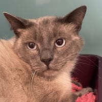 MILANO, chat à adopter