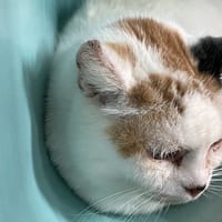 BLANCHETTE, chatte à adopter